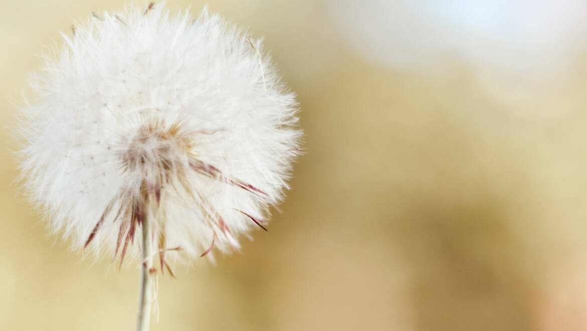 8. Equilibra tu Elemento Tierra y Encuentra la Armonía: Los Meridianos de la Tierra y su Importancia para tu Salud