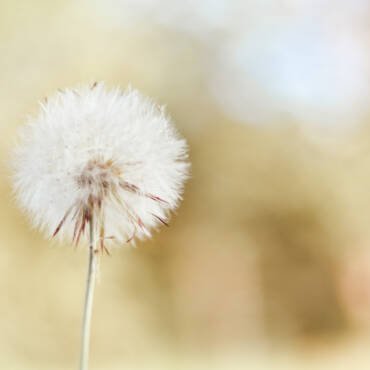 8. Equilibra tu Elemento Tierra y Encuentra la Armonía: Los Meridianos de la Tierra y su Importancia para tu Salud